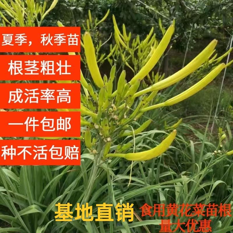 黄花菜种苗根--高产量金针菜/忘忧草/萱草花