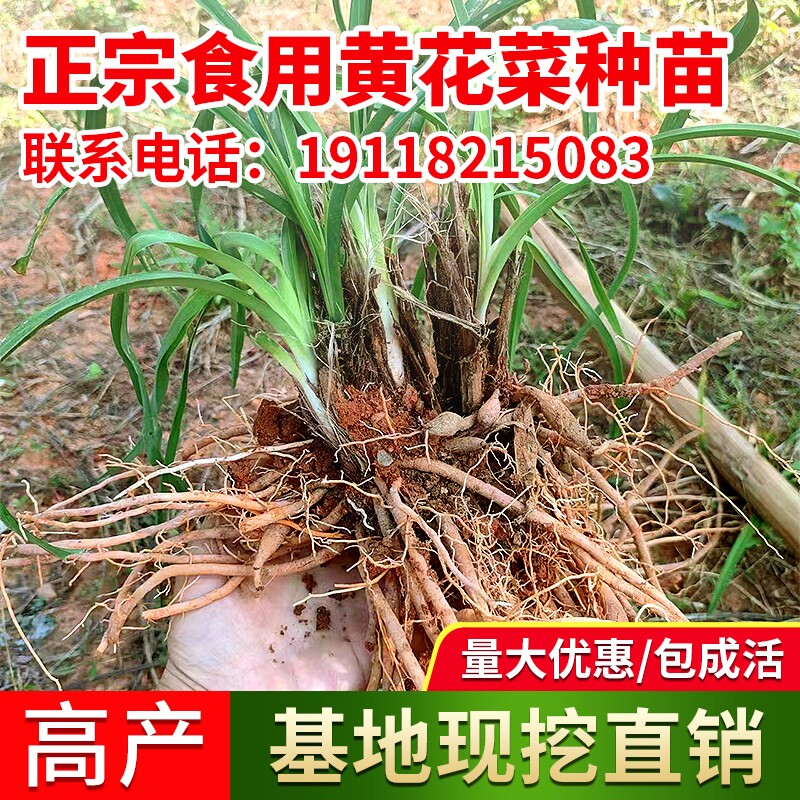 黄花菜种苗食用观赏四季种植黄花菜根苗新鲜耐热耐旱包成活多年生