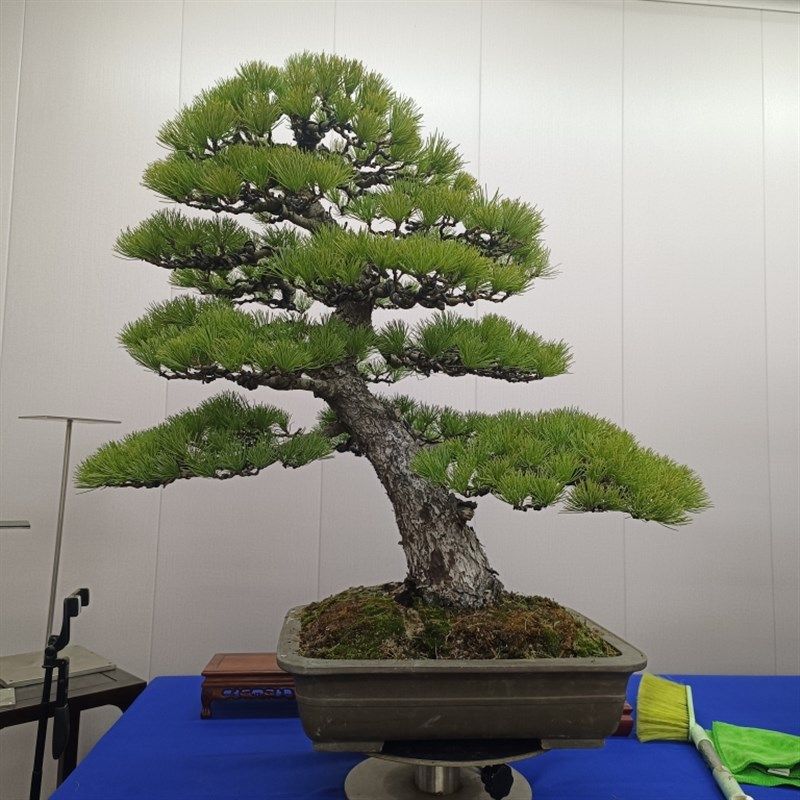 那须五针松盆景盆栽庭院露台绿植,鲜花速递/花卉仿真/绿植园艺,造型盆景,淘宝优惠券,粉丝福利购,淘宝优惠卷