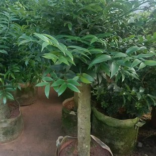 特大竹柏老桩兴旺竹独杆名贵花树苗盆栽花木室内客厅前台耐寒耐热