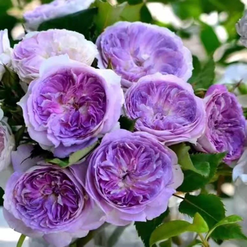 蓝月石月季花特大苗盆栽河本系列浓香灌木植物庭院阳台四季开花卉,鲜花速递/花卉仿真/绿植园艺,月季/蔷薇/玫瑰,淘宝优惠券,粉丝福利购,淘宝优惠卷