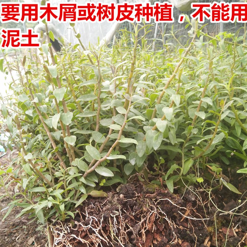 【6月开花季 】3年生红杆铁皮石斛苗盆栽 办公室用非霍山室内
