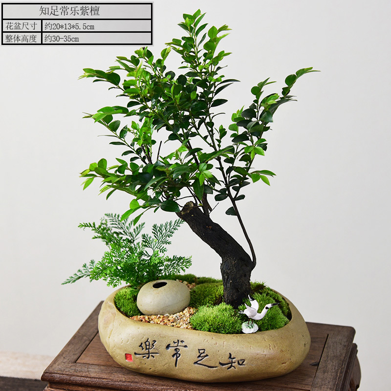 紫檀盆栽客厅g桌面绿植黑骨茶室内书房好养小盆景装饰摆件阳台植