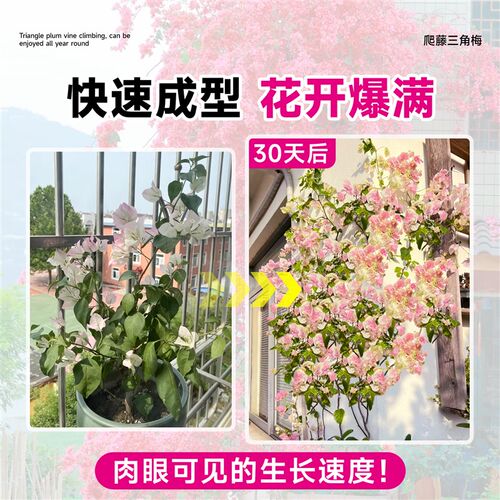 爬藤三角梅盆栽绿樱漳红樱老桩带花C苞发货庭院花卉绿植物四季开