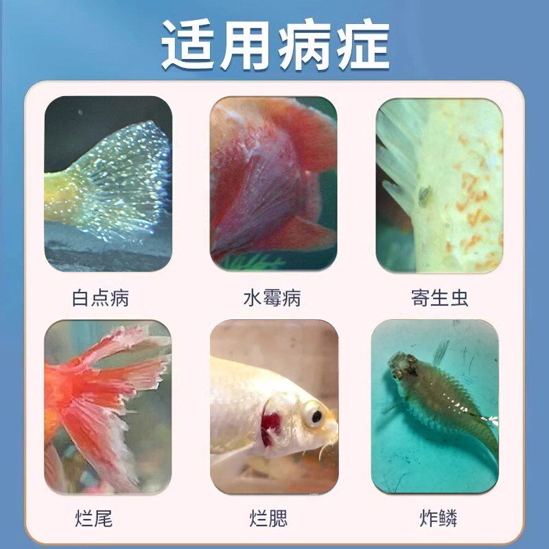 孔雀鱼病专用鱼药白毛白点炸烂A身烂鳍烂尾烧尾消毒杀菌万能康复