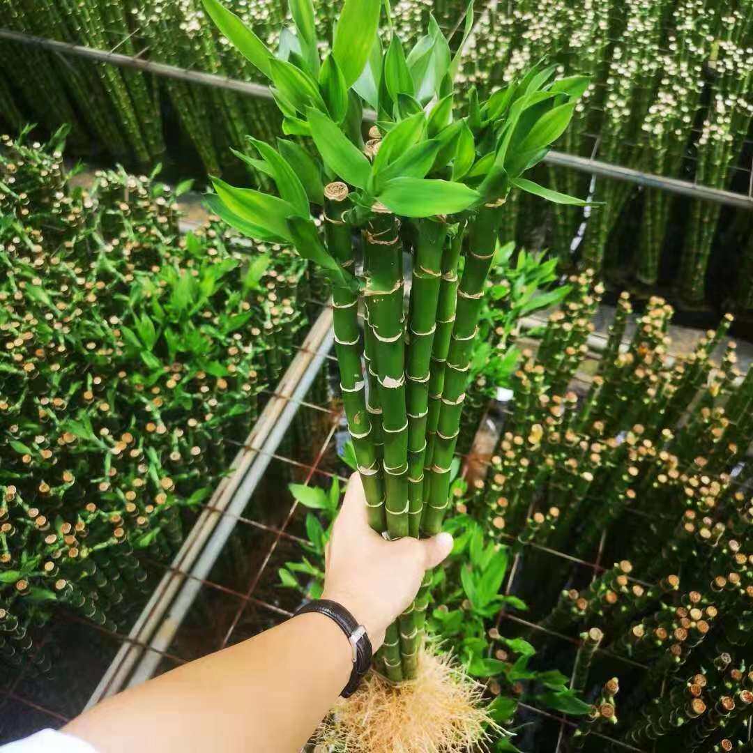 植物水培富贵竹直竹带根转运竹开运竹办公室内绿植Y盆栽净化空气