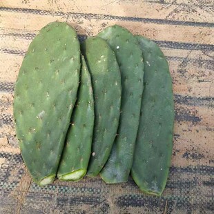 新鲜仙人掌绿色多肉植物盆栽可药用食用仙人掌米S邦塔美容外敷内