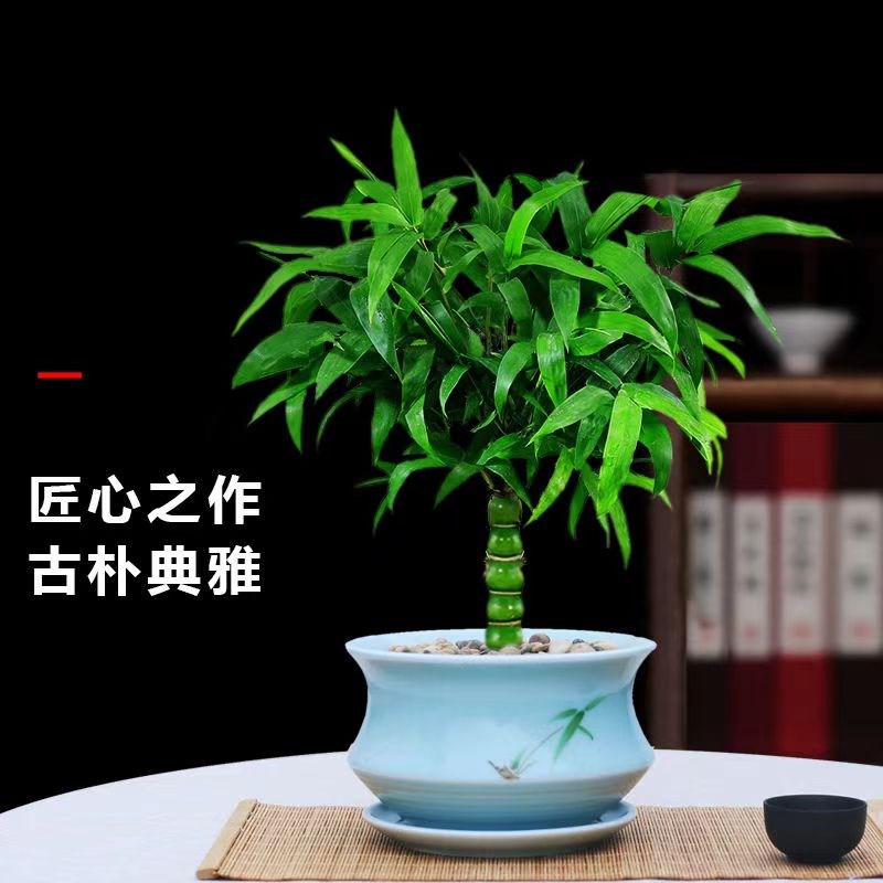 佛肚竹矮化老桩罗汉竹盆栽客厅办公室桌面绿植四季常青竹子苗盆景