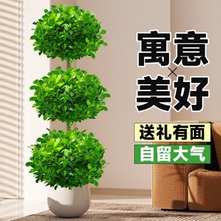 常青 金钱榕大盆栽室内招财摇钱树客厅大型植物榕树办公室绿植四季