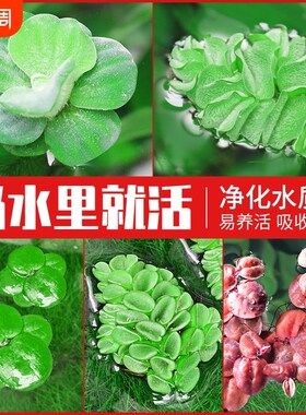 速发鱼缸造景肚兜浮萍水草圆心萍槐叶萍红毛丹装饰水上水质躲避套