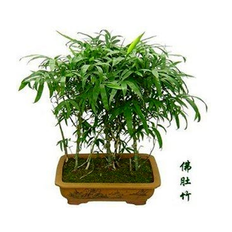 竹子树苗紫竹苗青竹树苗四季常青庭院绿化耐寒植物南北方种植盆栽