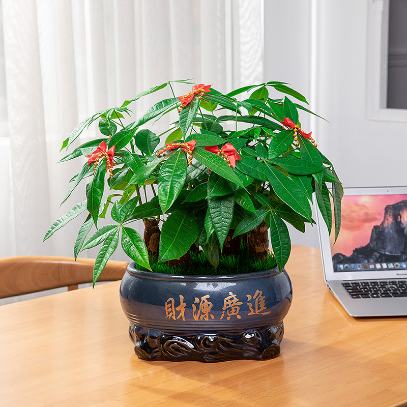 发财树盆栽客厅大棵盆景室内好养植物花前台乔迁送礼办公桌面绿植