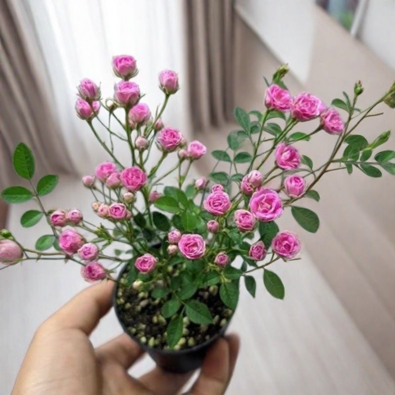 带花苞小盆栽绿植须惠姬超微月季四季开花室内绿植花卉开花机器