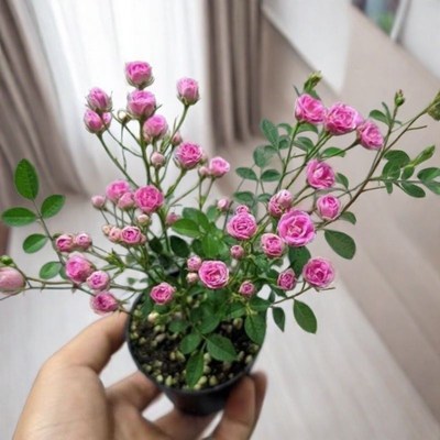 带花苞小盆栽绿植须惠姬超微月季四季开花室内绿植花卉开花机器