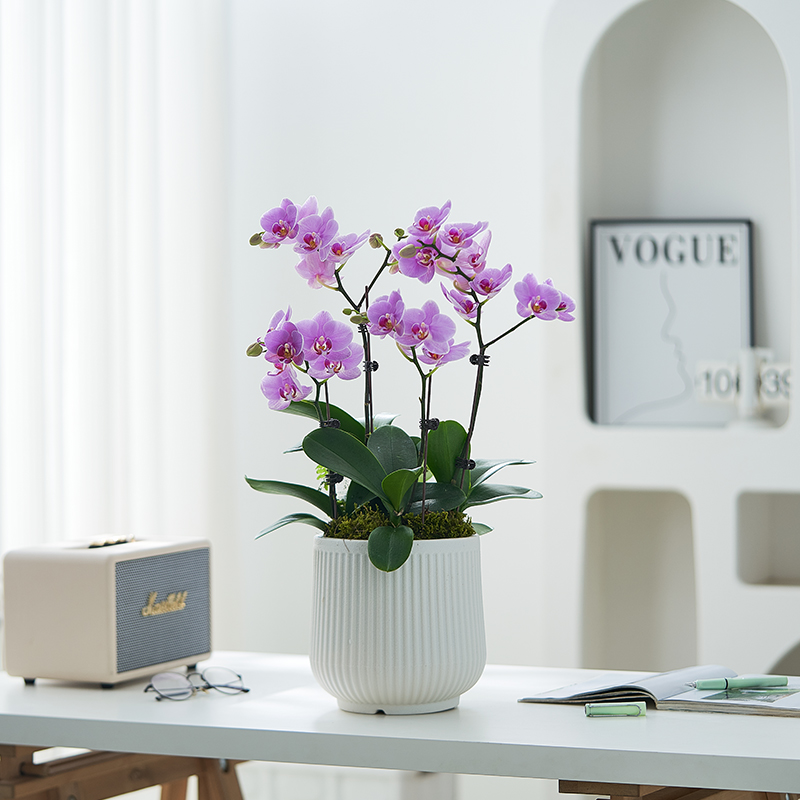 蝴蝶兰盆栽带花室内年宵花四季好养花卉客厅桌面绿植物带花剑鲜花