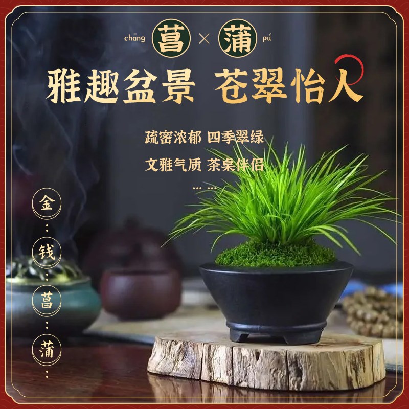 金钱菖蒲水草微型盆景古法缸水陆缸鱼缸造景专用真绿植水培小盆栽