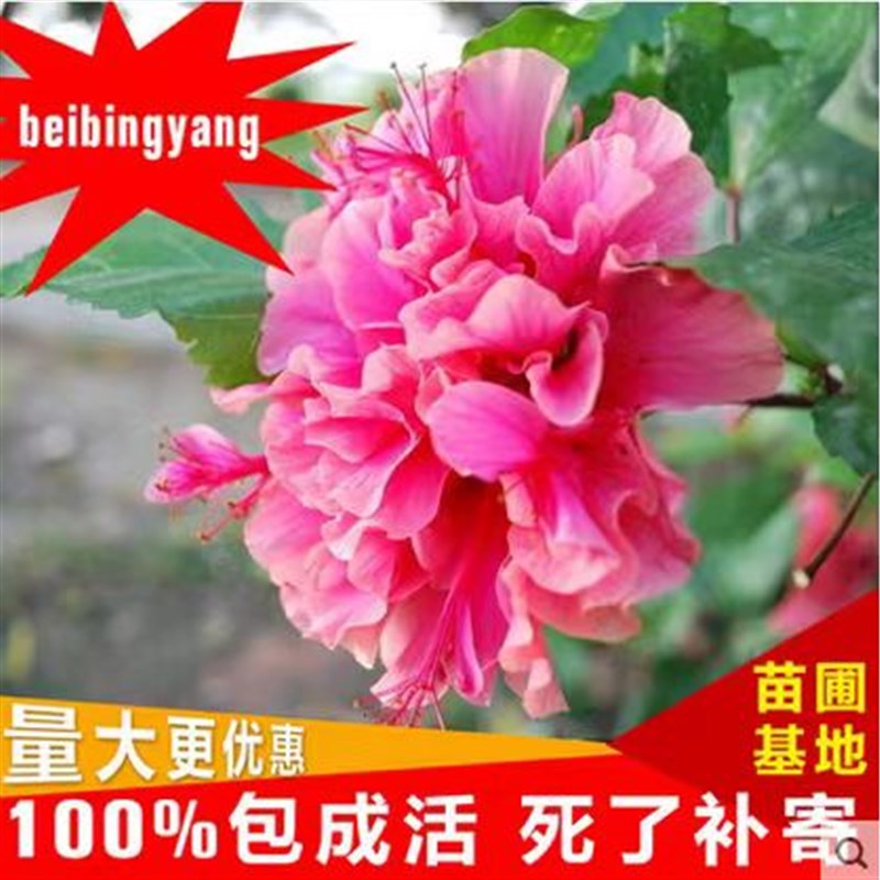 扶桑花苗四季重瓣盆栽红色朱瑾牡丹草花卉植物室内阳台开花绿植物