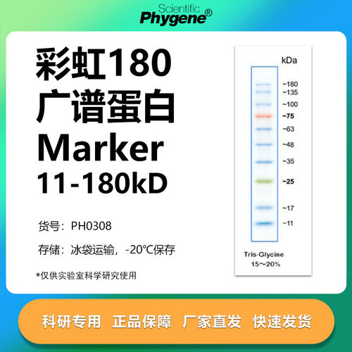 彩虹预染蛋白Marker11-180kD