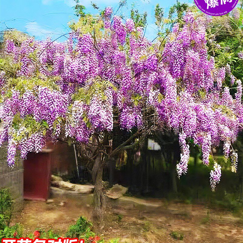 紫藤花树苗爬藤萝植物室外阳台盆栽庭院老桩开花T耐寒耐冻花卉四