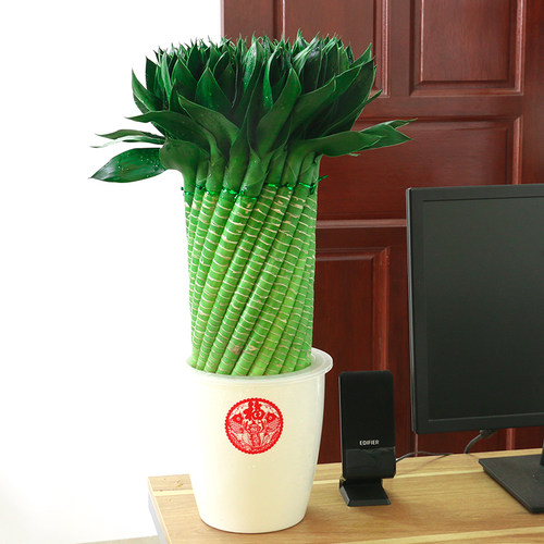 高档富贵竹植物水养n办公室客厅室内乔迁开业招财大型绿植花卉盆