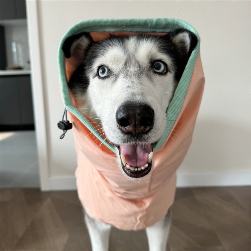 宠物狗猫c雨衣小中大型犬不影响走路安全反光条四季雨披防水衣雨