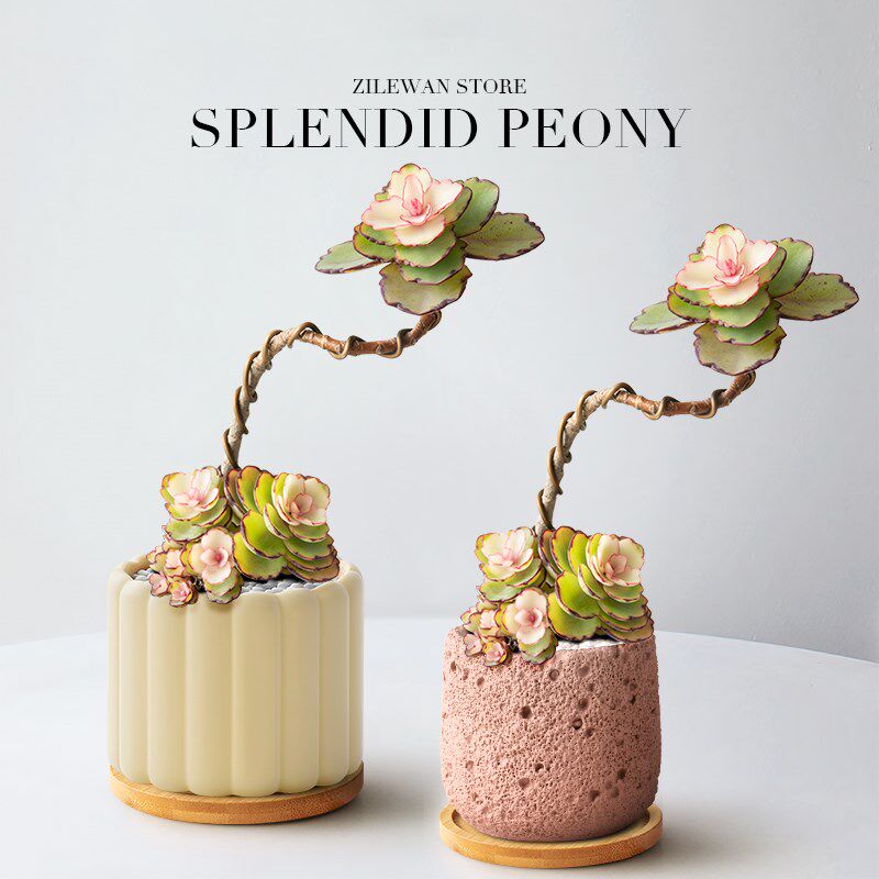 锦绣牡丹a多肉植物盆栽造型老桩小盆栽绿植办公室工位桌面女生礼