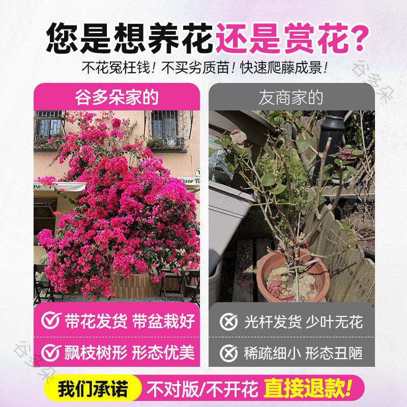 爬藤三角梅盆栽绿樱红樱s老桩带花发货阳台庭院花卉绿植物四季常