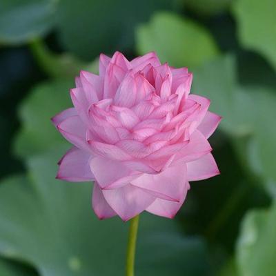 【宜良千瓣】碗莲乌托邦 大型 盆栽池栽庭院水生观赏荷花种藕好吃