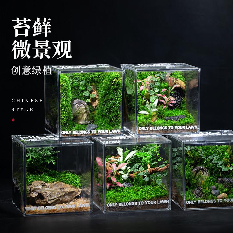 生态景观苔藓微雨林缸造景办公桌面植物盆景成品发货生态瓶送礼物