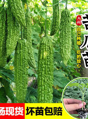 绿春苦瓜苗秧苗种子秋冬季苦瓜秧四季春季蔬菜种孑苦瓜种籽秧大全