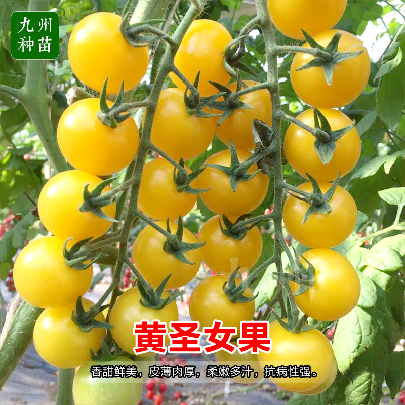 黄圣女果苗樱桃小番茄苗子水果苗