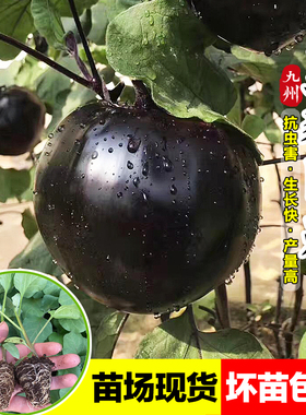 紫红圆茄子苗秧早熟快黑圆茄苗大果特大茄秧四季菜园庭院蔬菜苗子