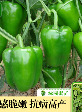高产绿圆椒苗菜椒苗辣椒苗秧苗青椒太空椒方椒种籽灯笼椒秧子蔬菜