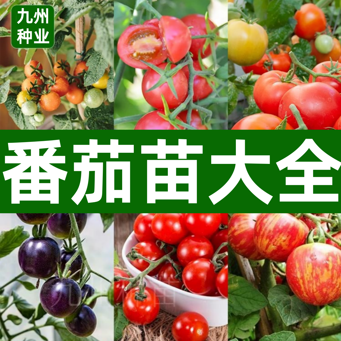 各种番茄苗千禧圣女果苗阳台盆栽