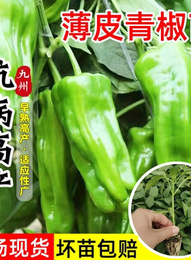 薄皮青椒苗皱皮辣椒苗秧苗微辣麻椒种籽子春秋四季阳台盆栽蔬菜苗