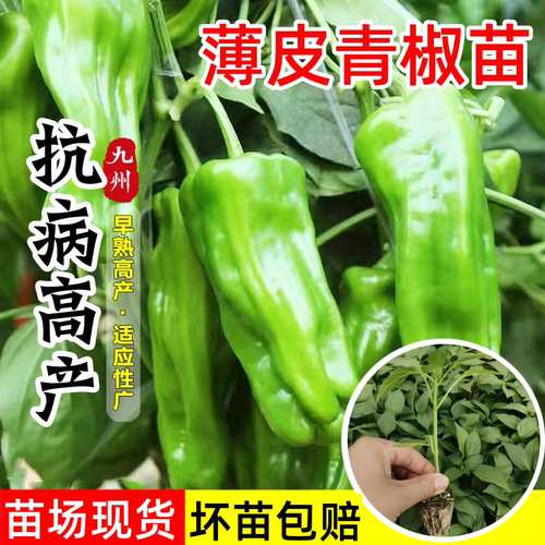 薄皮青椒苗秧苗辣椒苗阳台盆栽苗