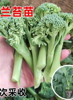 西兰苔一号苗甜杆西蓝花苔菜苗芦笋西兰苔种籽子幼苗耐寒秋冬季种
