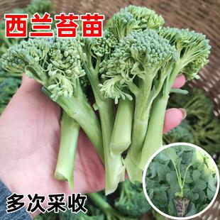 西蘭苔一號苗甜桿西藍花苔菜苗蘆筍西蘭苔種籽子幼苗耐寒秋冬季 種