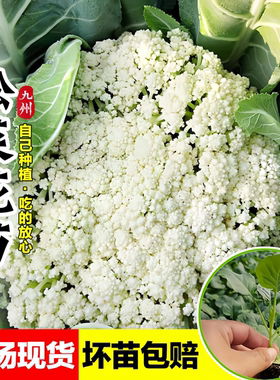 青梗松花菜苗秧苗白菜花散花椰菜苗耐寒秋冬季露天大田种植蔬菜苗