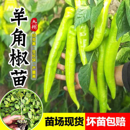 羊角辣椒苗秧苗高产大果尖椒蔬菜