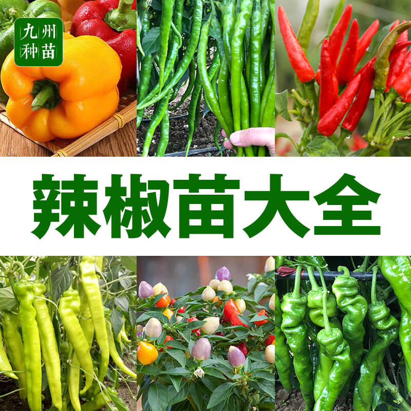 小米辣朝天椒四季高产秧苗