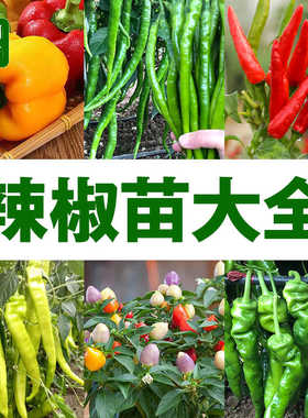 各种辣椒苗秧小辣朝天椒线椒螺丝椒尖椒青椒彩椒南方四季阳台盆栽