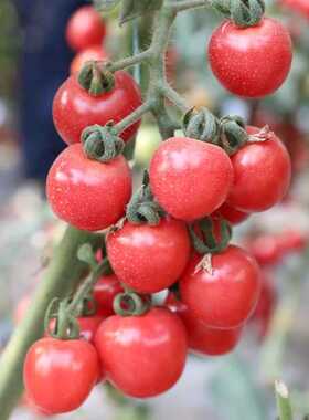 粉贝贝樱桃小番茄苗秧超甜千禧圣女果幼苗四季种阳台盆栽高产抗病