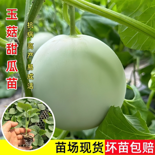 冰淇淋玉菇甜瓜苗秧脆甜香瓜苗種籽四季 高產(chǎn)陽臺盆栽水果苗南方種