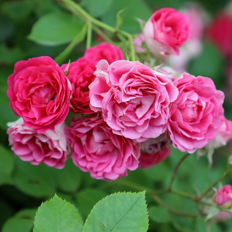 胭脂扣多季爬藤本月季花大苗阳台庭院盆栽植O物玫瑰花卉多头勤花