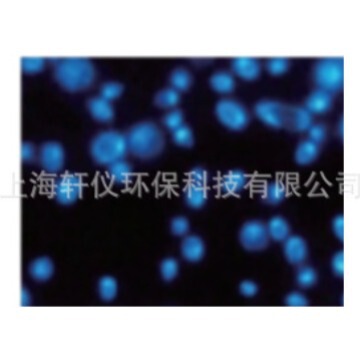 WhatmanPC圆片滤膜0.4um黑色