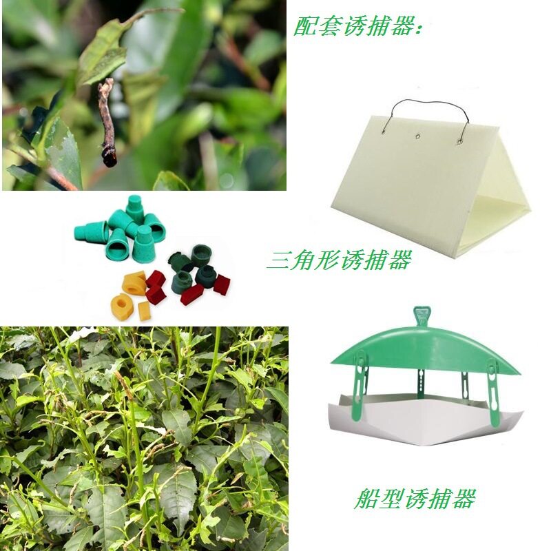 10粒茶尺蠖信息素诱芯性诱剂、昆虫信息素农小二