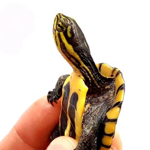 安南龟闭壳龟正宗金钱龟金线安布闭壳龟小宠物安布龟苗招财乌龟苗