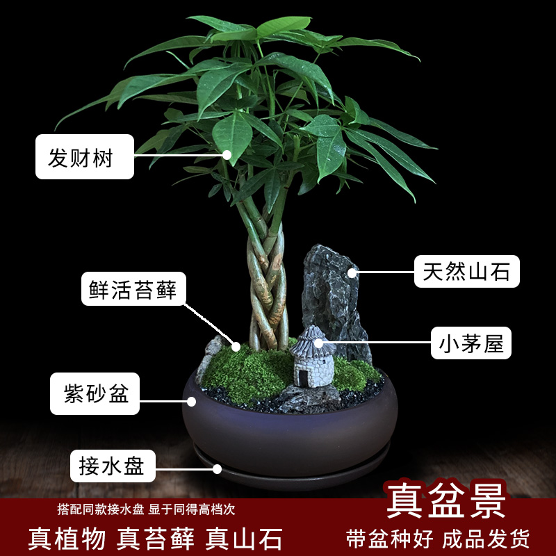 发财树盆栽植物室内花卉绿植办公好养客厅四季常青招财树造型盆景