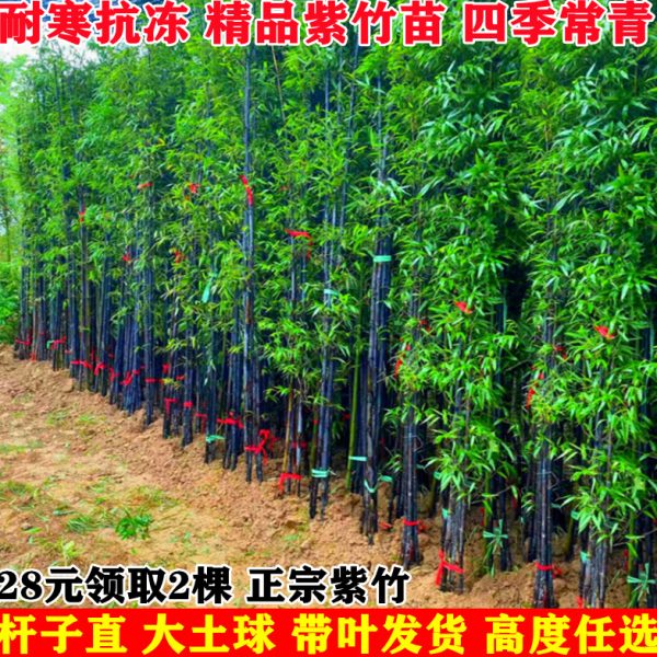 紫竹苗正宗精品矮化紫竹苗全冠不修剪耐寒竹子苗四季常青庭院植物